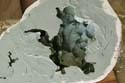 Intestines Mold
