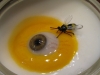 egg-and-i-and-b